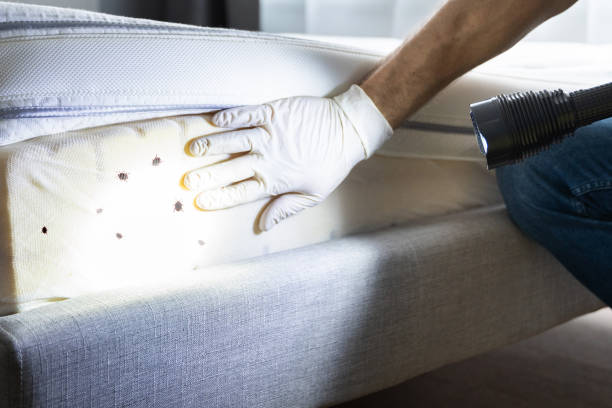 Best Wasp Removal Services  in Fruit Heights, UT